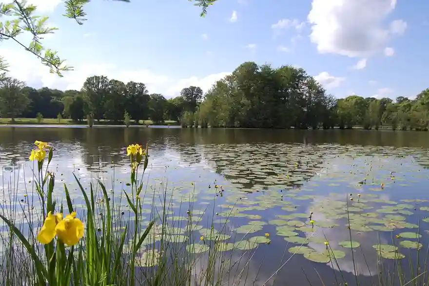 étang nénuphars ferté vidame