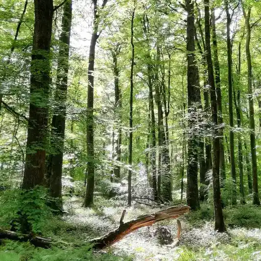 forêt dans le Perche Normandie