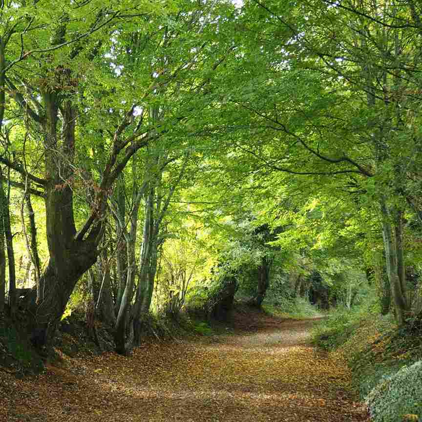 forêt dans la région du Perche normandie